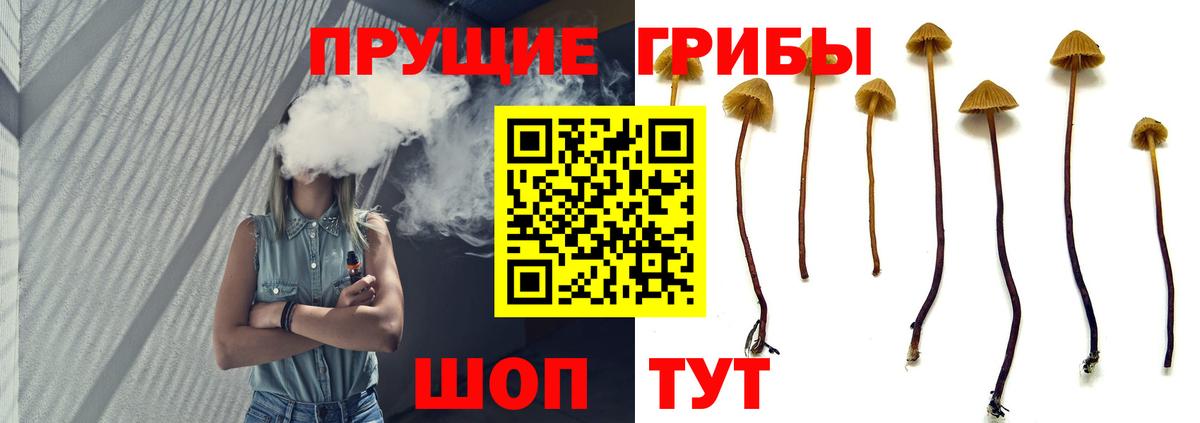 Псилоцибиновые грибы Magic Shrooms  Вход с VPN  Истра  Псилоцибиновые грибы Psilocybe 